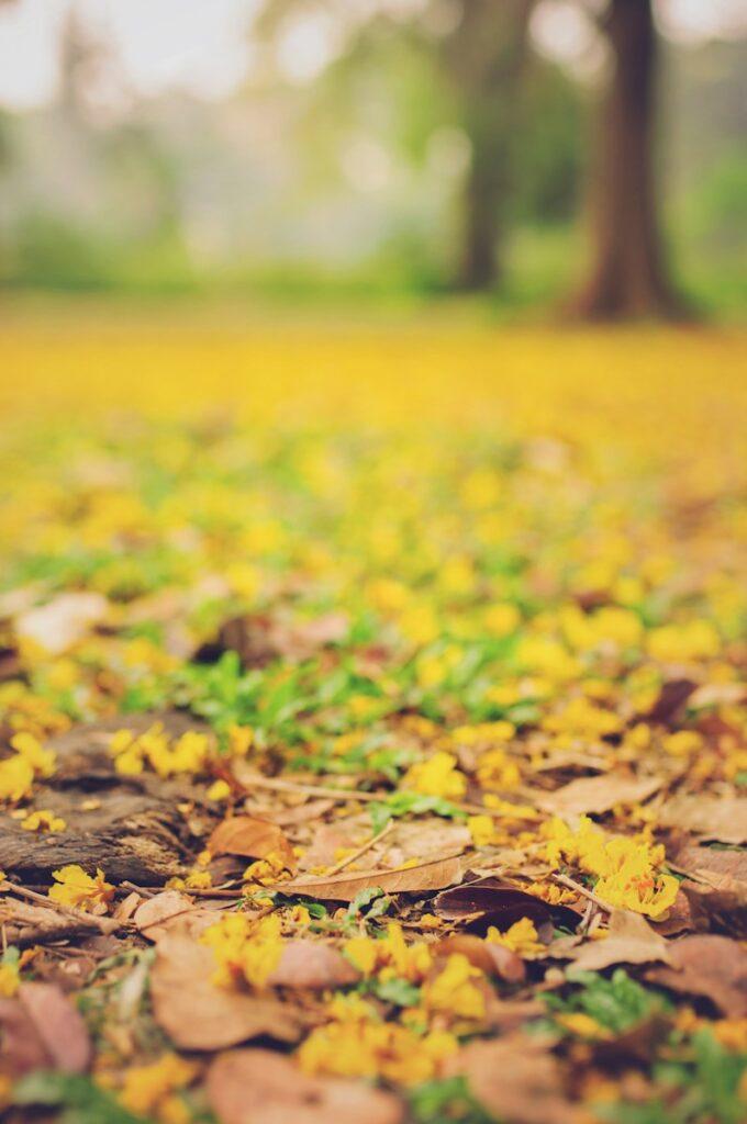 selective focus photography of leaves on the ground