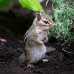 brown and white squirrel on ground during daytime