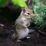 brown and white squirrel on ground during daytime