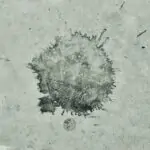 Stain on concrete flooring
