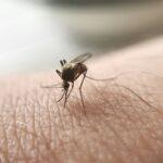 Macro of mosquito sucking blood.