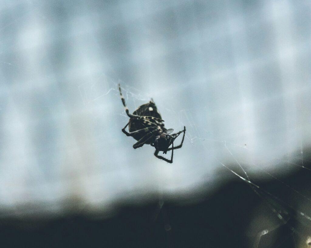 Spider in web....