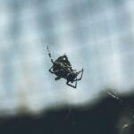 Spider in web....