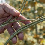découvrez notre délicieuse purée de haricots verts, une recette saine et savoureuse, parfaite pour accompagner vos plats ou pour un repas léger. facile à préparer, cette purée est riche en nutriments et apporte une touche de couleur à votre assiette.