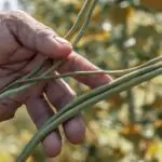 découvrez notre délicieuse purée de haricots verts, une recette saine et savoureuse, parfaite pour accompagner vos plats ou pour un repas léger. facile à préparer, cette purée est riche en nutriments et apporte une touche de couleur à votre assiette.
