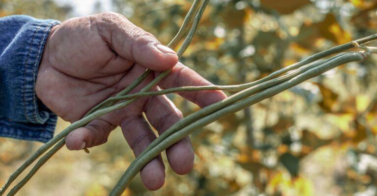 découvrez notre délicieuse purée de haricots verts, une recette saine et savoureuse, parfaite pour accompagner vos plats ou pour un repas léger. facile à préparer, cette purée est riche en nutriments et apporte une touche de couleur à votre assiette.
