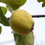 découvrez le coing, ce fruit au goût unique et aux multiples bienfaits. apprenez tout sur sa culture, ses recettes délicieuses et ses vertus nutritionnelles. plongez dans l'univers fascinant du coing et réveillez vos papilles!