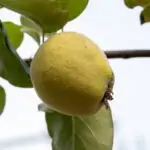 découvrez le coing, ce fruit au goût unique et aux multiples bienfaits. apprenez tout sur sa culture, ses recettes délicieuses et ses vertus nutritionnelles. plongez dans l'univers fascinant du coing et réveillez vos papilles!
