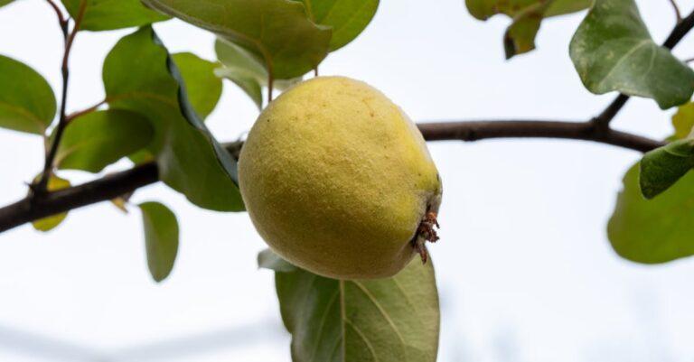 découvrez le coing, ce fruit au goût unique et aux multiples bienfaits. apprenez tout sur sa culture, ses recettes délicieuses et ses vertus nutritionnelles. plongez dans l'univers fascinant du coing et réveillez vos papilles!