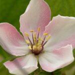 découvrez le coing, ce fruit au goût délicat et parfumé, riche en nutriments et parfait pour vos recettes sucrées comme salées. apprenez tout sur ses bienfaits, ses variétés et comment l'intégrer dans votre cuisine.