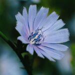 découvrez les endives, ce légume savoureux aux feuilles croquantes, parfait pour vos salades, gratins ou plats chauds. riches en nutriments et peu caloriques, elles sont idéales pour une cuisine saine et gourmande.