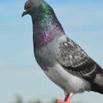 découvrez l'histoire fascinante du dovecote, un abri traditionnel pour les pigeons, qui allie fonction et esthétique. explorez son architecture unique et son rôle dans l'agriculture et la culture à travers les siècles.