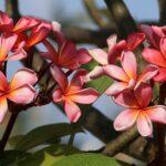 découvrez les délices de la frangipane, une crème d'amande savoureuse utilisée dans de nombreuses pâtisseries. idéale pour la galette des rois, apprenez à préparer cette recette traditionnelle pour égayer vos desserts.