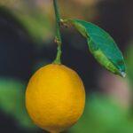 découvrez les bienfaits du citron, un agrume polyvalent qui égaye vos recettes et booste votre santé. apprenez à l'utiliser en cuisine, ses vertus nutritionnelles et des astuces pour en tirer le meilleur profit au quotidien.