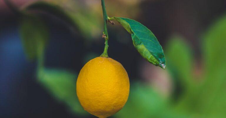 découvrez les bienfaits du citron, un agrume polyvalent qui égaye vos recettes et booste votre santé. apprenez à l'utiliser en cuisine, ses vertus nutritionnelles et des astuces pour en tirer le meilleur profit au quotidien.