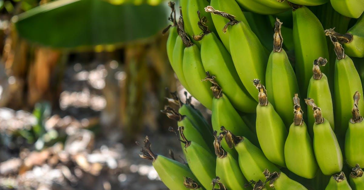 découvrez tout sur les bananes : leurs bienfaits pour la santé, des recettes savoureuses et des astuces pour les choisir et les conserver. plongez dans l'univers de ce fruit tropical incontournable !
