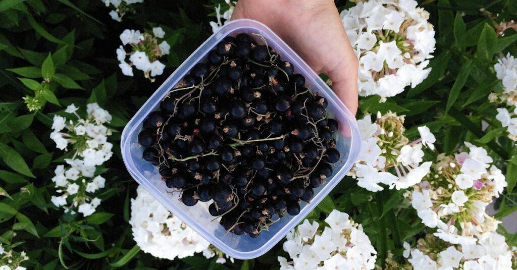 Comment préparer un coulis de cassis maison