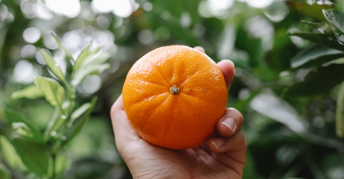 découvrez tout sur la clémentine : ses origines, ses bienfaits pour la santé, des recettes savoureuses et des conseils de conservation. apprenez à apprécier ce fruit juteux et vitaminé, parfait pour agrémenter vos repas et collations.
