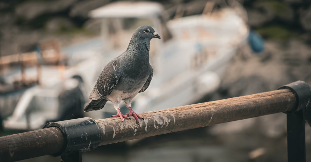 découvrez l'univers fascinant des colombiers, ces charmantes constructions dédiées à l'élevage des pigeons. apprenez leur histoire, leur architecture unique et leur rôle dans l'agriculture traditionnelle. plongez dans la culture des colombiers pour mieux comprendre leur contribution à la biodiversité et à l'environnement.