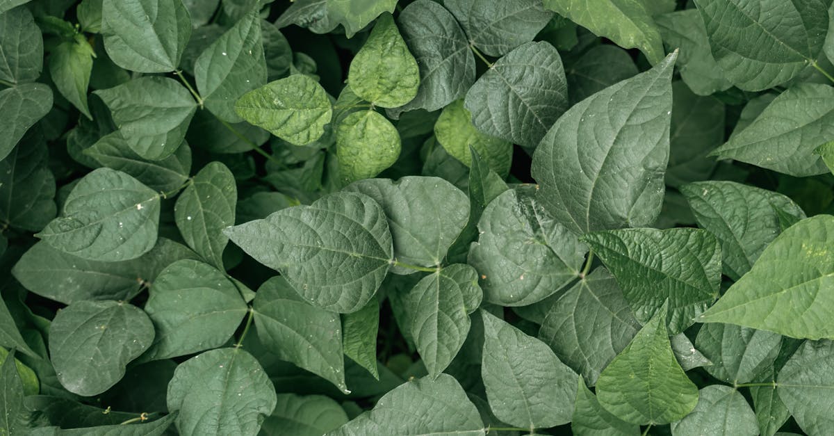 découvrez notre délicieuse purée de haricots verts, une recette saine et savoureuse qui ravira vos papilles. parfaite pour accompagner vos plats ou comme base pour des créations culinaires innovantes, cette purée allie goût et bienfaits nutritionnels. à savourer sans modération!