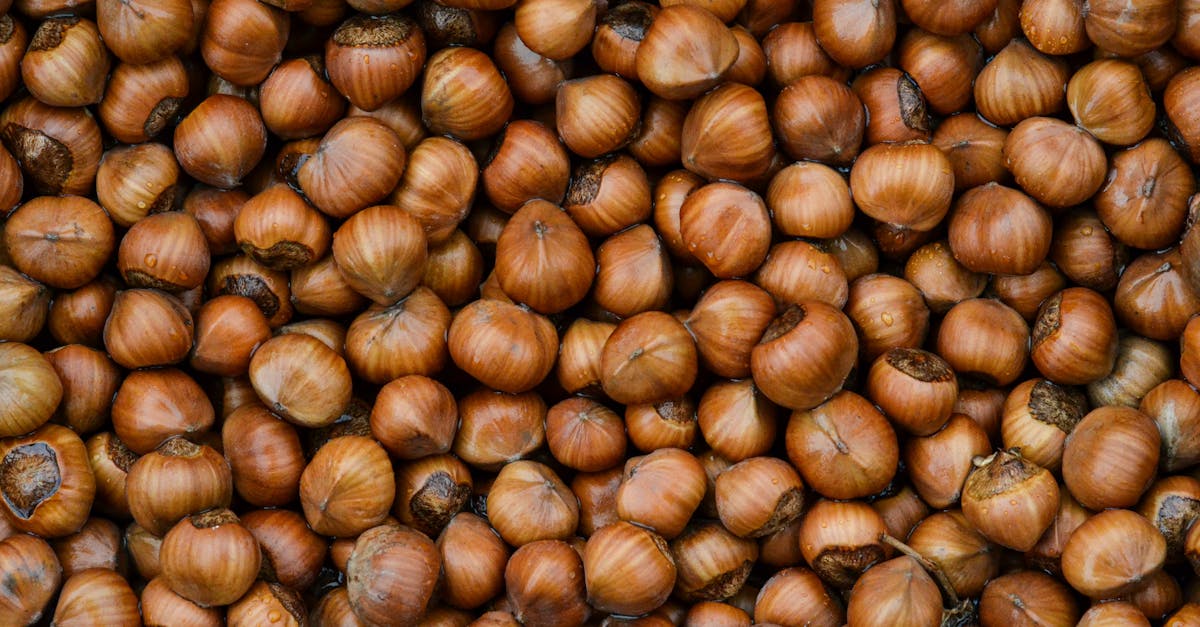 découvrez les noisettes, des fruits à coque délicieusement croquants et nutritifs. riches en antioxydants, en vitamines et en acides gras sains, les noisettes sont idéales pour agrémenter vos desserts, salades et collations. apprenez tout sur leurs bienfaits et leurs différentes utilisations culinaires.
