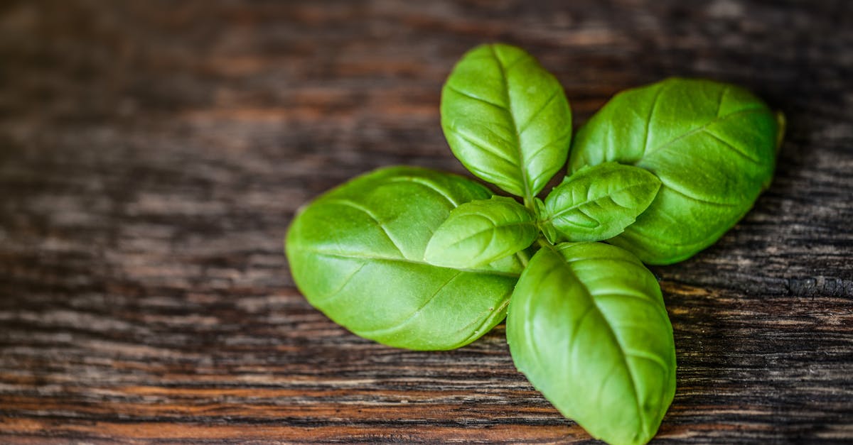 découvrez notre savoureuse salade d'herbes, un mélange frais et aromatique d'herbes délicates et croquantes, parfaite pour accompagner vos plats ou à savourer seule. idéale pour ceux qui recherchent une touche de légèreté et de fraîcheur dans leur alimentation.