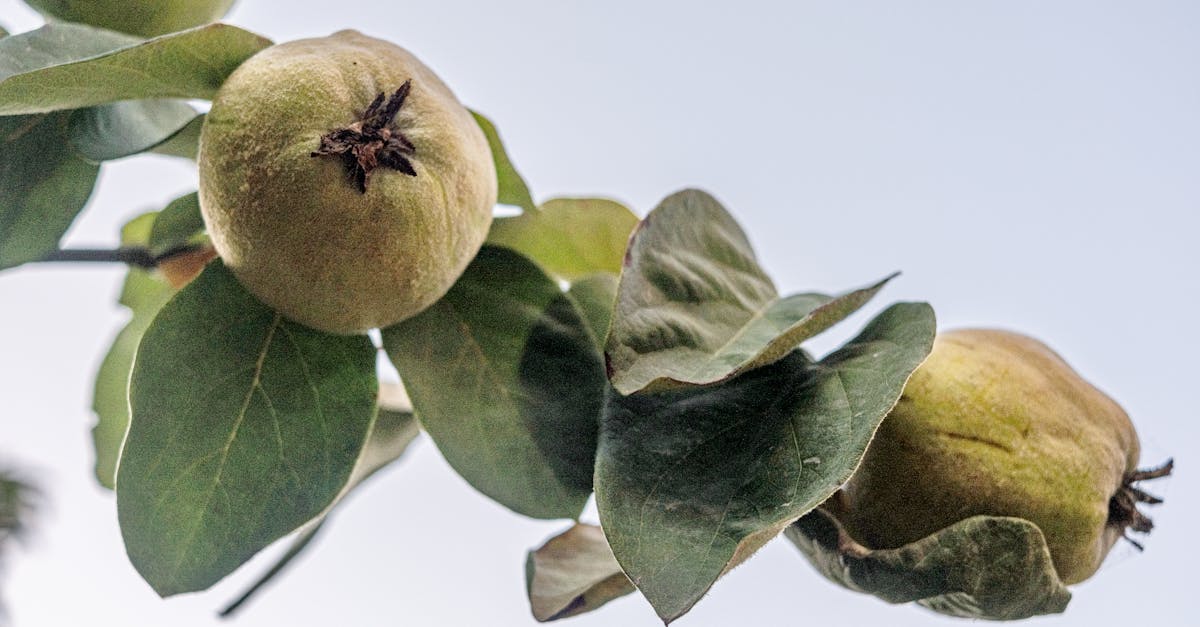 découvrez le coing, ce fruit aux saveurs uniques et à la texture croquante. apprenez tout sur ses bienfaits, ses usages en cuisine et les meilleures recettes pour mettre en valeur ce fruit méconnu.