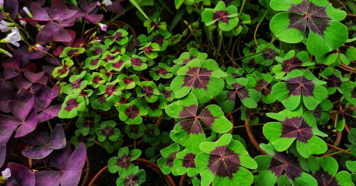 découvrez le sorrel, une plante aromatique aux feuilles acidulées, idéale pour rehausser vos plats. apprenez ses bienfaits, ses usages en cuisine et ses recettes savoureuses.