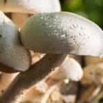 découvrez l'univers fascinant des champignons : variétés, bienfaits santé, recettes savoureuses et conseils de culture. plongez dans le monde des mycètes et explorez leurs multiples vertus !