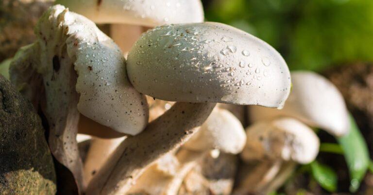 découvrez l'univers fascinant des champignons : variétés, bienfaits santé, recettes savoureuses et conseils de culture. plongez dans le monde des mycètes et explorez leurs multiples vertus !