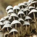 découvrez une délicieuse recette de pancakes aux champignons, alliant saveurs umami et légèreté. parfaits pour un brunch original ou un déjeuner copieux, ces pancakes moelleux raviront vos papilles. faciles à préparer, ils sont une façon unique d'intégrer des légumes dans vos repas.