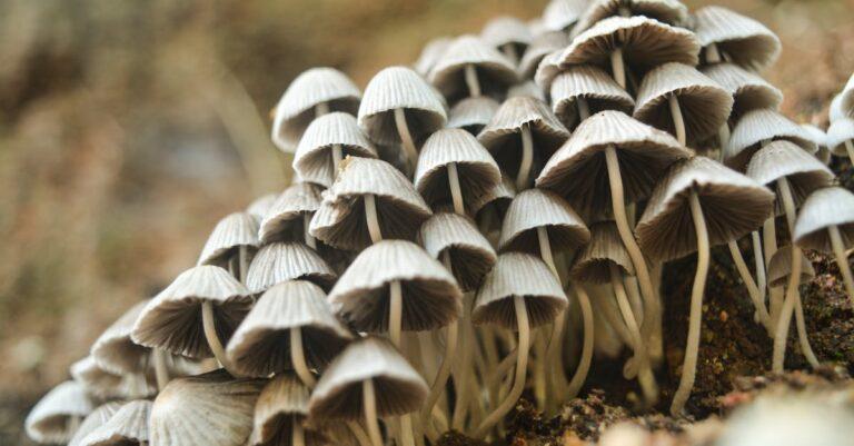 découvrez une délicieuse recette de pancakes aux champignons, alliant saveurs umami et légèreté. parfaits pour un brunch original ou un déjeuner copieux, ces pancakes moelleux raviront vos papilles. faciles à préparer, ils sont une façon unique d'intégrer des légumes dans vos repas.