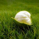 découvrez la délicieuse tarte au citron, un dessert savoureux qui allie la douceur et l'acidité du citron pour une explosion de saveurs en bouche. parfait pour les amateurs de desserts frais et légers, cette recette simple vous permettra de réaliser une tarte irrésistible qui ravira vos convives.