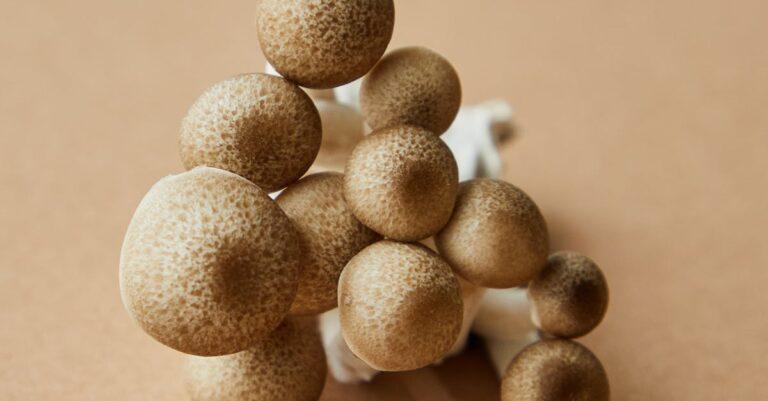 découvrez les pleurotes, ces champignons délicieux et polyvalents, riches en saveurs et en nutriments. idéaux pour vos plats végétariens, ils apportent une touche gourmet à vos recettes. apprenez à les cuisiner, à les cultiver et à profiter de leurs bienfaits santé.