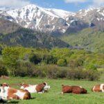 découvrez la richesse des saveurs de l'auvergne avec notre gratin traditionnel, un plat savoureux à base de pommes de terre, crème et fromages régionaux. idéal pour réchauffer vos repas en famille ou entre amis, ce gratin auvergnat ravira les papilles des gourmands.