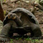 découvrez la délicieuse linzer torte, une pâtisserie autrichienne emblématique composée d'une croûte de pâte sablée, d'une garniture de confiture de framboises et d'amandes croquantes. idéale pour accompagner un café ou un thé, elle émerveillera vos papilles par ses saveurs raffinées et son parfum irrésistible.