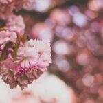 découvrez la délicieuse recette des cherry charlottes, un dessert élégant et fruité, parfait pour impressionner vos invités. savourez l'alliance des cerises juteuses et de la génoise légère, une harmonie de saveurs à déguster en toute occasion!