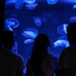 découvrez la délicieuse confiture de cassis, une gourmandise fruitée et sucrée qui ravira vos papilles. parfaite sur des toasts, dans des desserts ou comme accompagnement de viandes, cette confiture offre une explosion de saveurs naturelles. apprenez à la préparer chez vous et savourez son goût authentique.