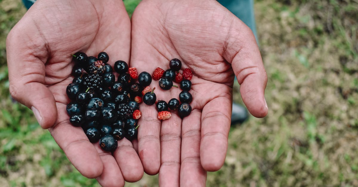 découvrez les bienfaits du cassis, ce petit fruit noir riche en antioxydants, vitamines et minéraux. apprenez à l'intégrer dans vos recettes pour booster votre santé et votre bien-être.
