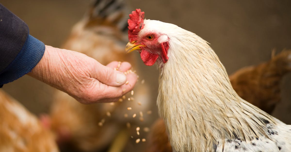 découvrez tout sur le poulet : recettes savoureuses, conseils de cuisson, et bienfaits nutritionnels. apprenez à préparer des plats délicieux à base de poulet pour régaler vos proches.