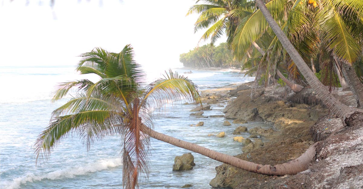 découvrez les coconut rocks, des pierres naturelles aux propriétés uniques et esthétiques. parfaites pour embellir votre jardin ou votre décoration intérieure, ces roches exotiques apportent une touche tropicale à votre espace. explorez leur beauté et leur durabilité dès maintenant!