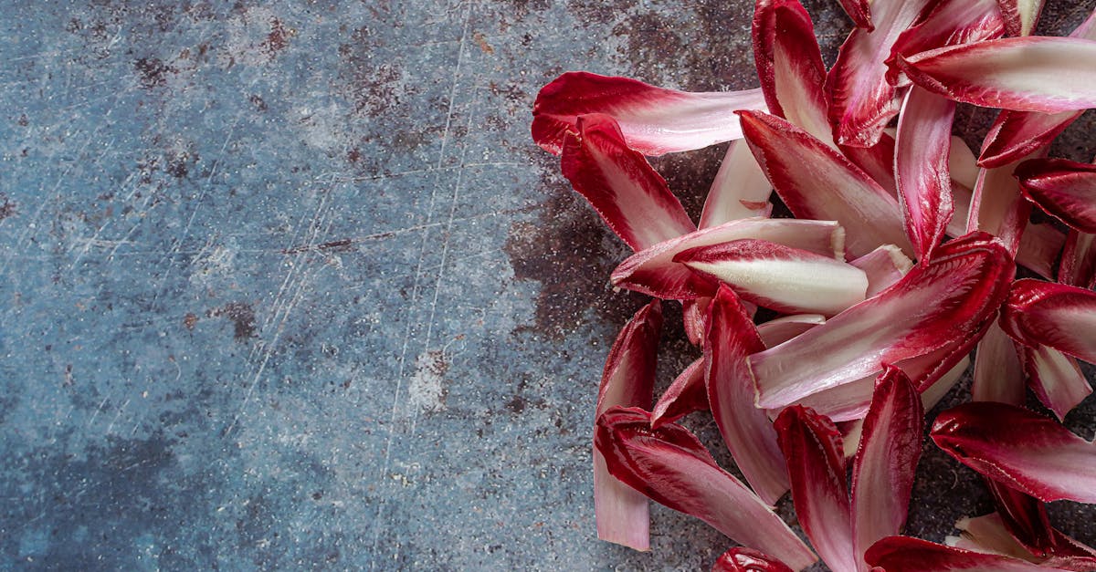 découvrez tout sur les endives : bienfaits pour la santé, recettes délicieuses et astuces de préparation pour profiter pleinement de ce légume croquant et savoureux.