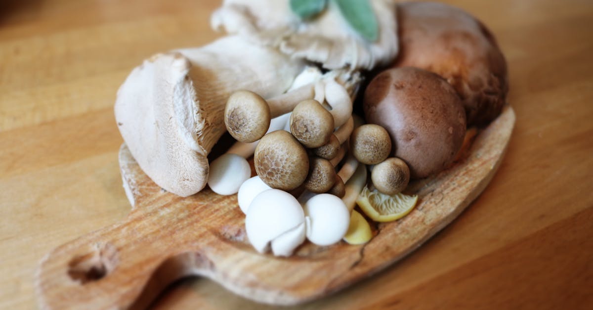 découvrez l'univers fascinant des champignons : variétés comestibles, propriétés médicinales, recettes savoureuses et astuces pour la cueillette. plongez dans le monde des champignons et enrichissez votre cuisine avec ces trésors de la nature.