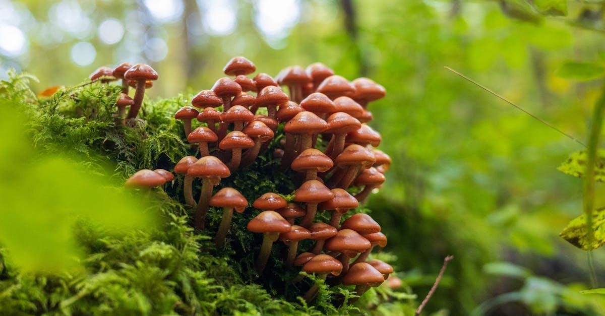 découvrez l'univers des pleurotes, ces champignons délicieux et nutritifs. apprenez à les cuisiner, à les cultiver chez vous et à bénéficier de leurs nombreux bienfaits pour la santé.
