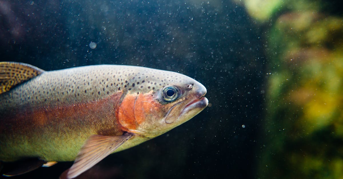 découvrez notre saumon fumé exquis, délicatement préparé pour offrir une saveur unique et savoureuse. idéal pour vos apéritifs ou plats raffinés, notre saumon fumé est un incontournable de la gastronomie.