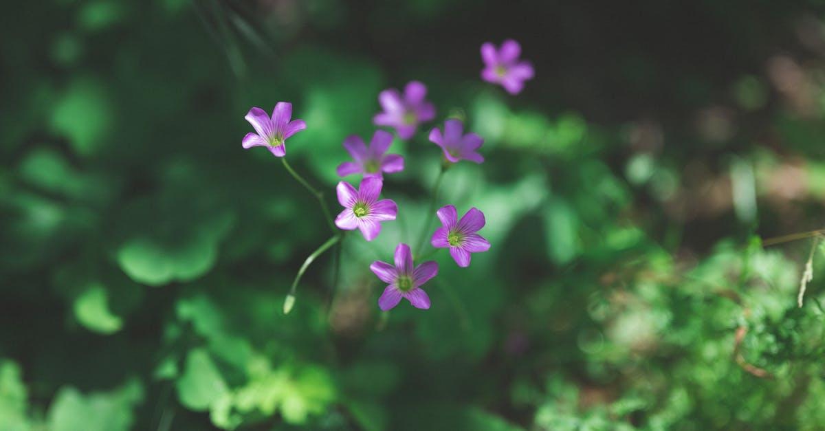 découvrez le sorrel, cette plante aromatique à la saveur unique et acidulée. apprenez ses bienfaits pour la santé, ses utilisations en cuisine et comment l'intégrer facilement dans vos plats pour rehausser vos recettes. explorez le monde du sorrel et ses délicieuses applications culinaires !