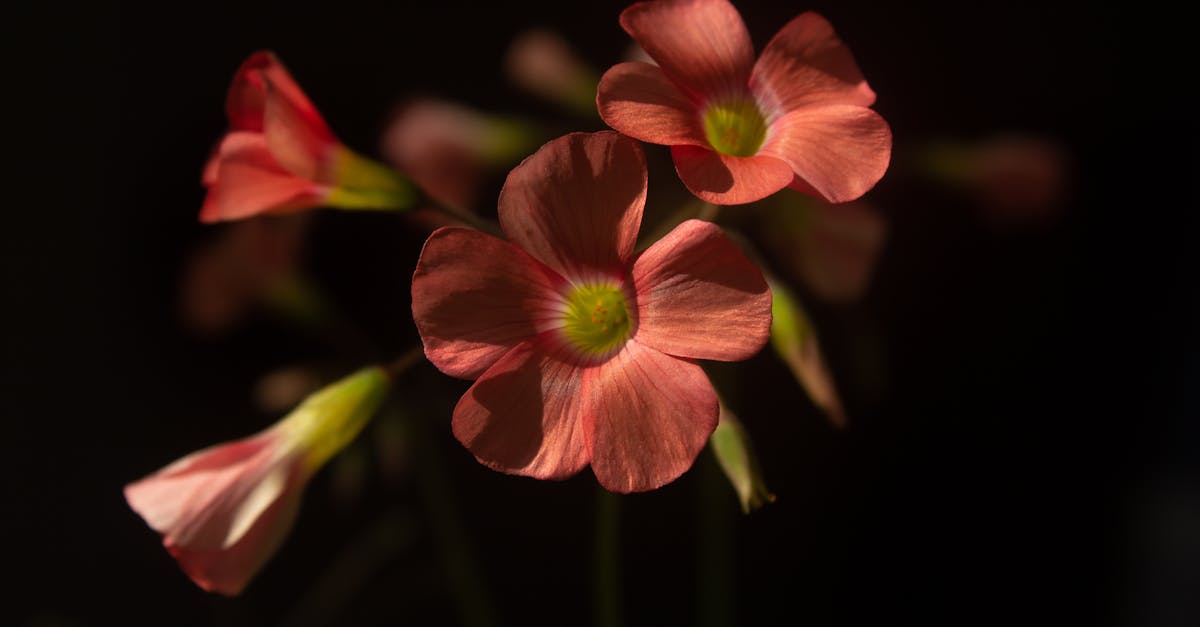 découvrez le sorrel, une plante aromatique aux feuilles acidulées, idéale pour rehausser vos plats. apprenez ses bienfaits, ses utilisations en cuisine et comment l'intégrer dans vos recettes pour apporter une touche de fraîcheur et de saveur.
