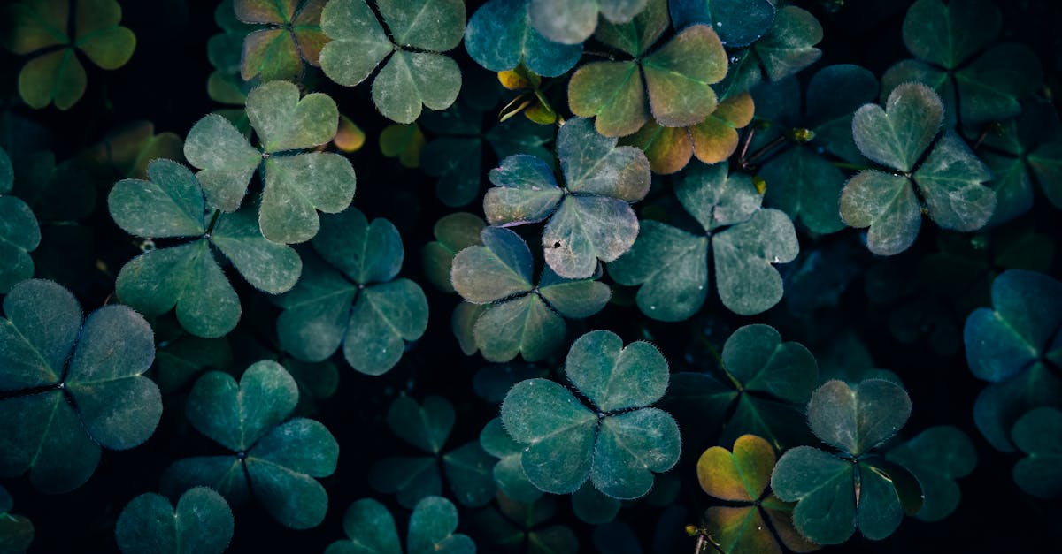 découvrez les bienfaits du sorrel, une plante aux feuilles comestibles riches en saveurs et en nutriments. apprenez à l'intégrer dans vos plats pour apporter une touche acidulée à vos recettes tout en bénéficiant de ses propriétés antioxydantes et vitaminées.