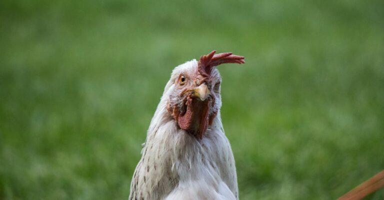 découvrez nos rouleaux de printemps au poulet croustillant, une délicieuse fusion de saveurs croustillantes et de garnitures savoureuses, parfaits pour un apéritif ou un plat principal gourmand. éveillez vos papilles avec cette recette irrésistible !