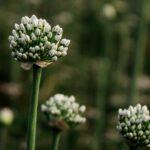 découvrez les fleurs de ciboulette, des petites merveilles comestibles qui ajoutent une touche esthétique et aromatique à vos plats. apprenez à les cultiver et à les utiliser pour sublimer vos recettes avec une saveur délicate et légère.